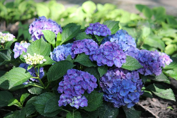 Astuces Incontournables pour l'Entretien et le Nettoyage des Vases Décoratifs : Guide Pratique et Conseils Essentiels